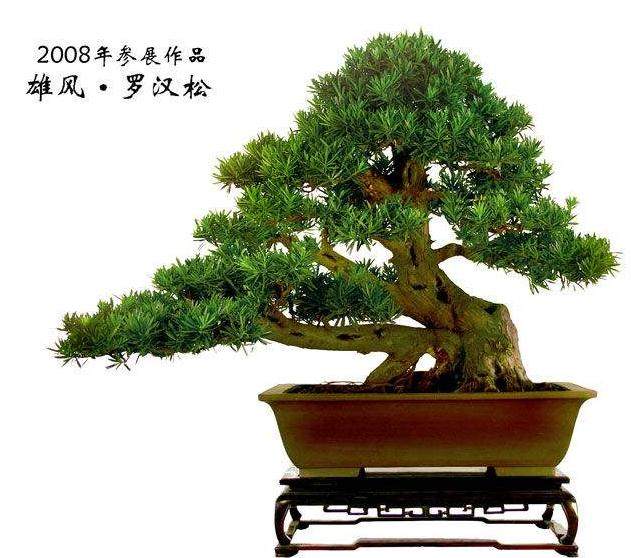 盆景方法，罗汉松盆景速成技巧