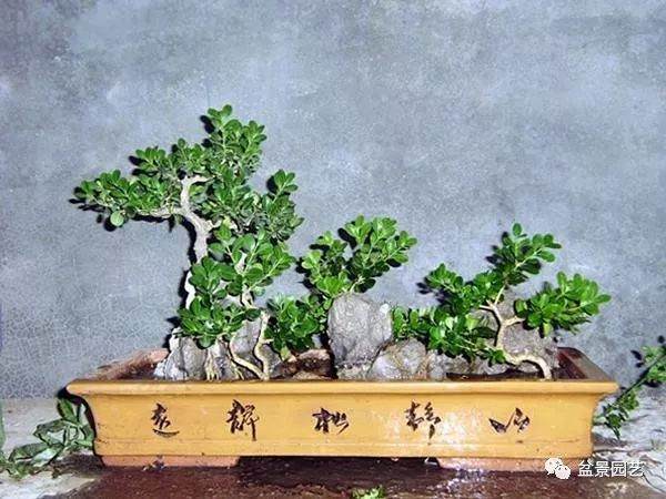 黄杨盆景的浇水养护技巧