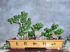 冬季雀舌大叶黄杨盆景怎么浇水养护技巧