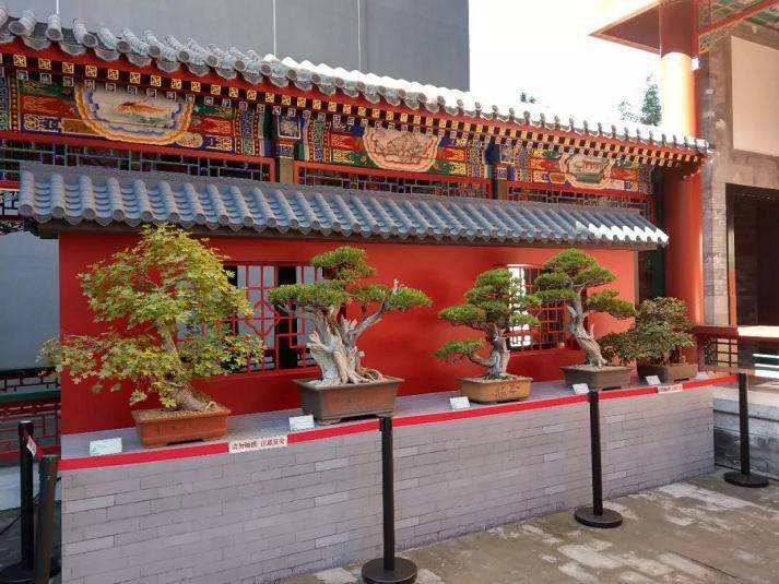 清华大学李树华教授盆景作品展