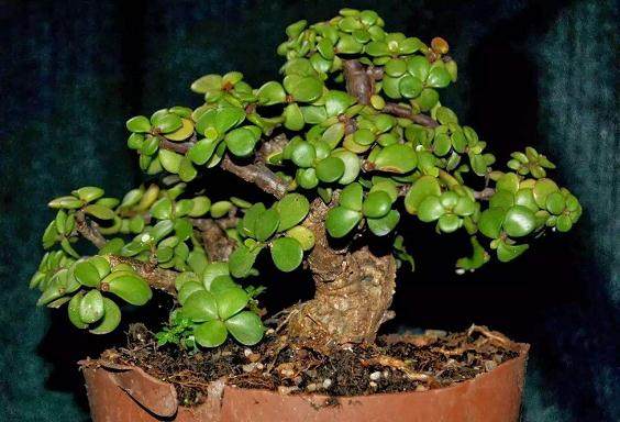 玉树盆景的扦插繁殖技巧