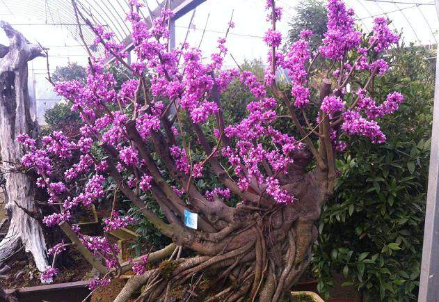 紫荆常见病虫害