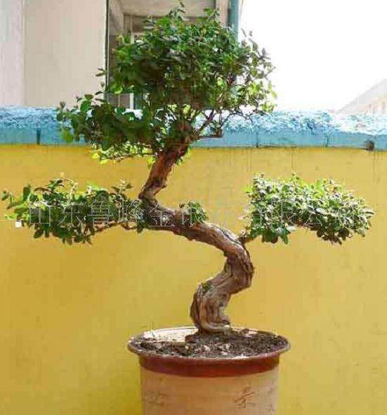 作为大自然旖旎风光缩影的山水盆景 赋人以美的感受