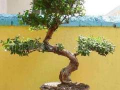 作为大自然旖旎风光缩影的山水盆景 赋人以美的感受