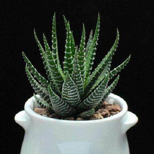 十二卷盆景的选材制与养护