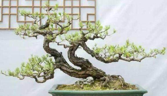 如何将花木制作成盆景?