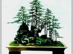 浙江省乐清胡春芳创作的榆树盆景《山林雅趣》