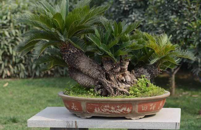 苏铁盆景的3个制作技巧