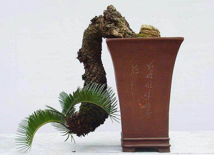 苏铁盆景的上盆与养护