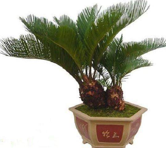 制作多头苏铁盆景要小心施肥