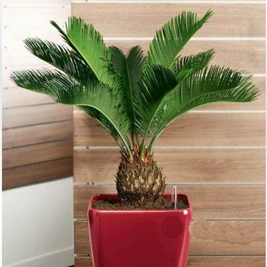 苏铁盆景的制作技术