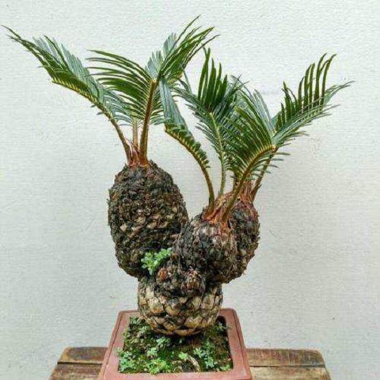 苏铁盆景造型的9个方式