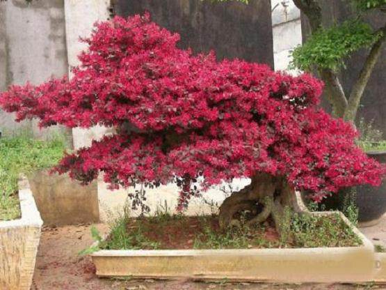 制作百日红盆景有4个优点