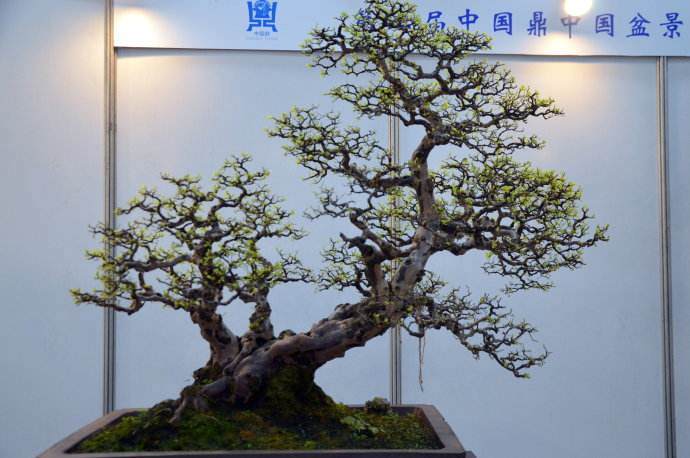 中国盆景是以“景”为核心的多维空间造型艺术