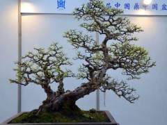 中国盆景是以景为核心的多维空间造型艺术