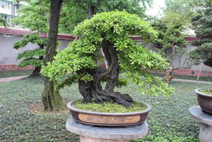 笔者以为应从这5个方面提升盆景艺术