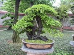 笔者以为应从这5个方面提升盆景艺术