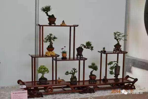 主景博古架上放哪9件微型盆景比较好？