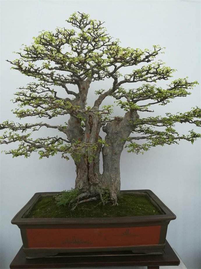 目前 在盆景理论与技艺方面仍存在很多问题