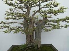 目前 在盆景理论与技艺方面仍存在很多问题