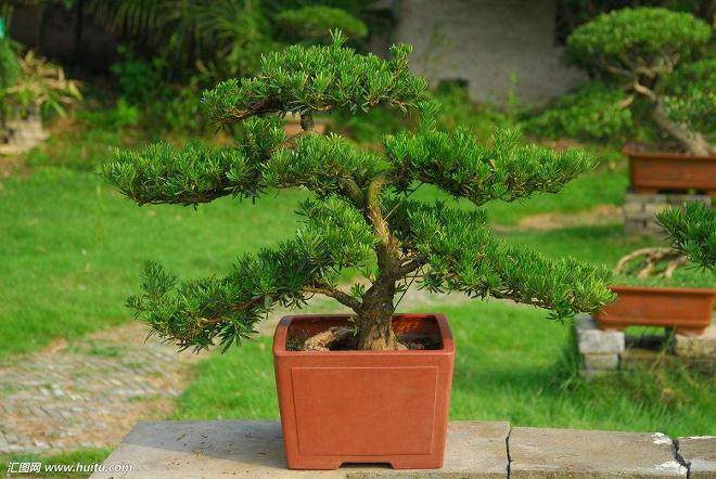 如皋将进一步打造“中国花木盆景之都”的名片
