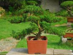 如皋将进一步打造中国花木盆景之都的名片