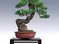 上海市举办权给如城镇花木盆景业 带来无限商机