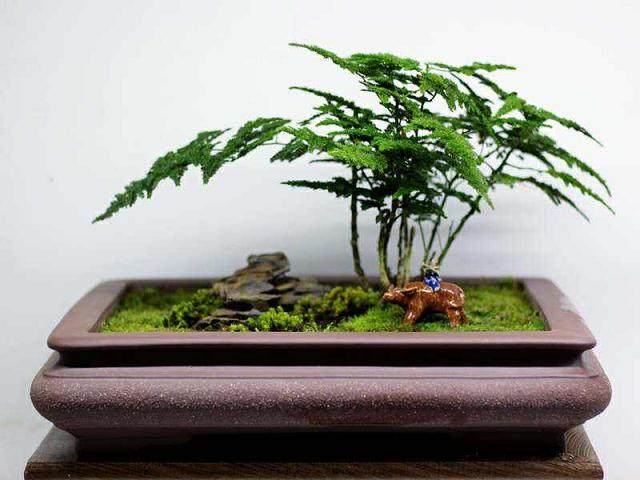 文竹盆景的取材与培育