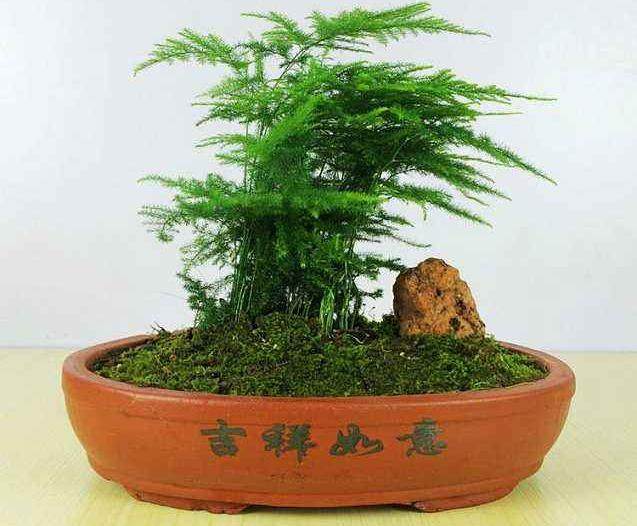 文竹盆景的养护与管理