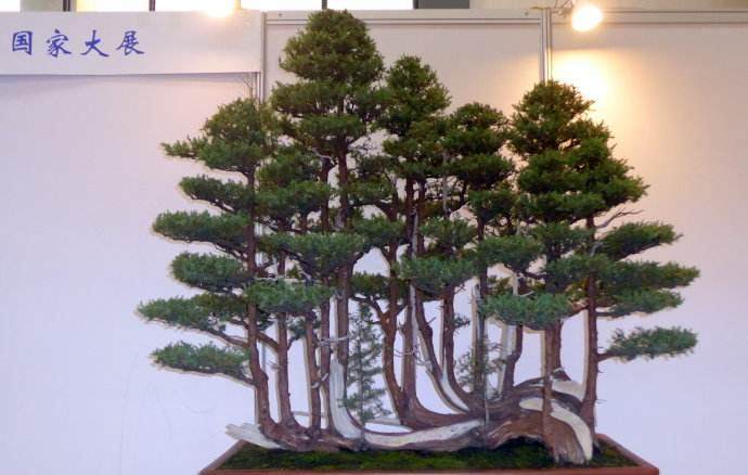 投资盆景店的条件与营销建议