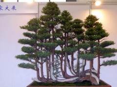 投资盆景店的条件与营销建议