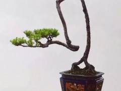 岭南盆景里的哲学