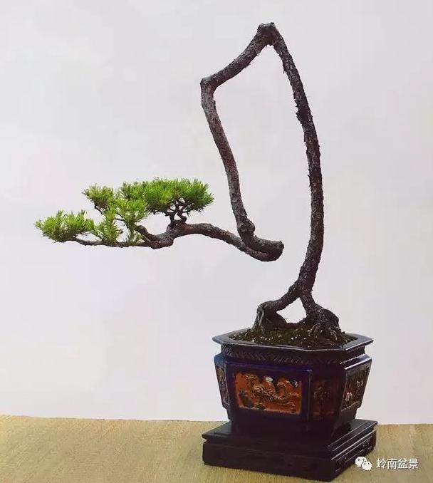 岭南盆景里的哲学