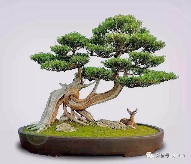 给盆景上苔藓的4个方法