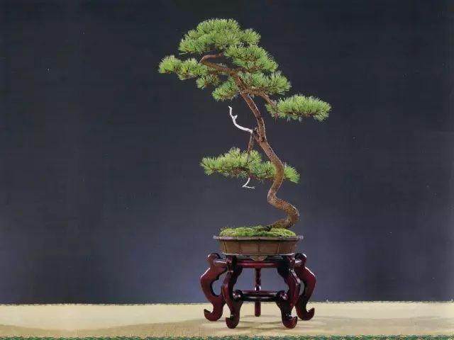 2018“弄文玩素”盆景展在广东新会成功举行