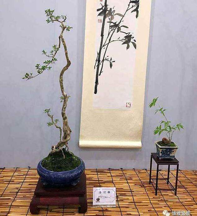 粤港澳台盆景艺术博览会办了十一届历20余年