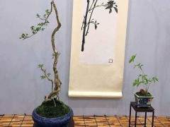 粤港澳台盆景艺术博览会办了十一届历20余年