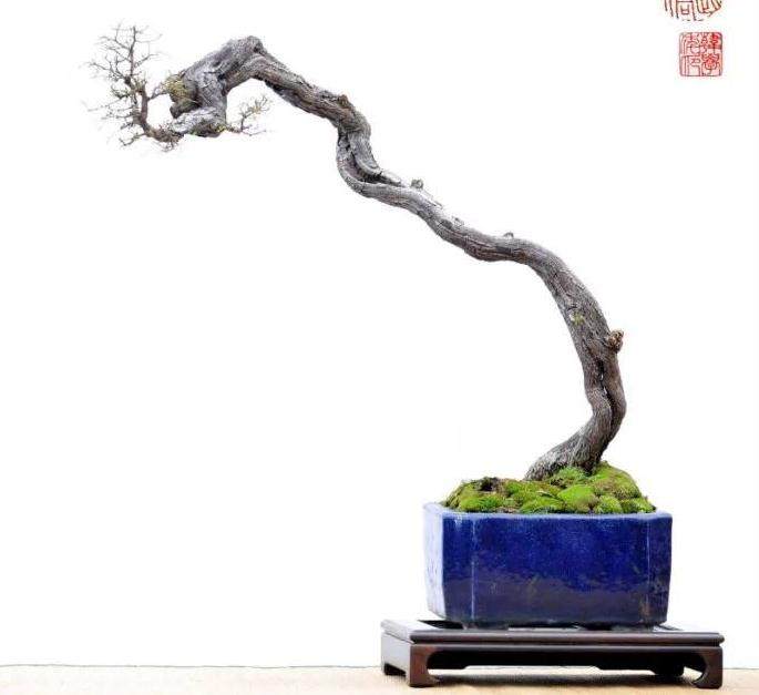 1979年北京举办全国首届盆景艺术展览