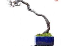 1979年北京举办全国首届盆景艺术展览