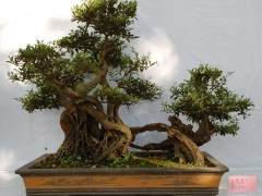 盆景与盆栽的区别是什么？