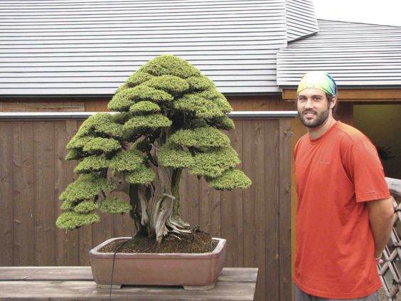 我在波特兰收的几个盆景徒弟