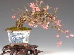 我来分享一个日本盆景的故事