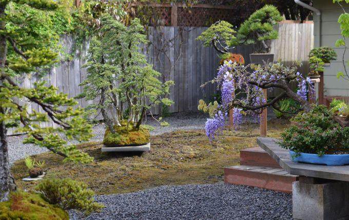 制作山楂盆景时要注意它的季节性 图片