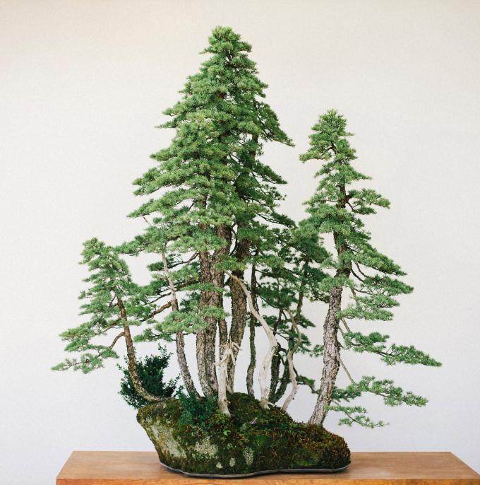 制作山楂盆景时要注意它的季节性 图片