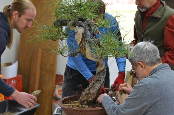 制作山楂盆景时要注意它的季节性 图片
