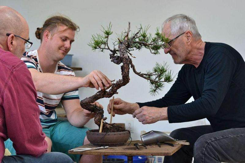 制作山楂盆景时要注意它的季节性 图片