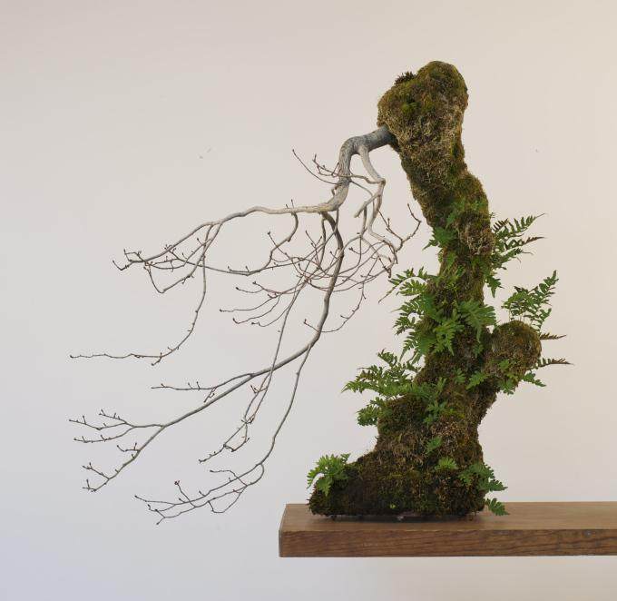 制作山楂盆景时要注意它的季节性 图片