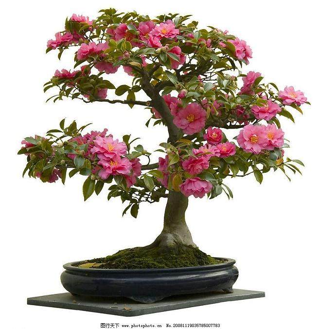 盆景制作的基础课程 49.9元 值不值?