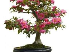 盆景制作的基础课程 49.9元 值不值？