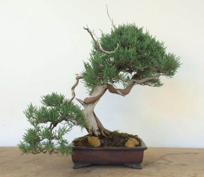 山楂盆景花园的产品包括教学,客户服务和灵感